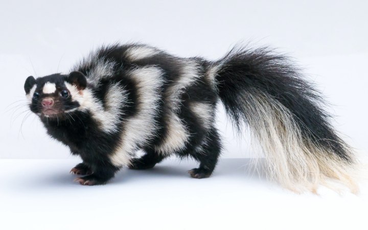 Stinkdier of skunk