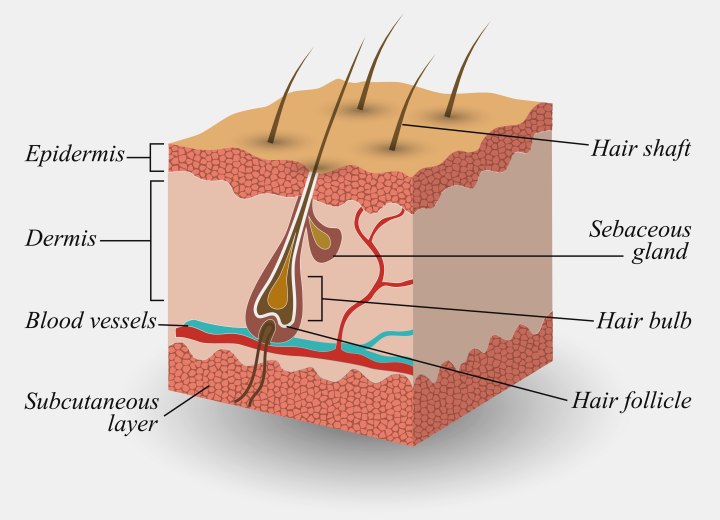 Grafische voorstelling van een haar