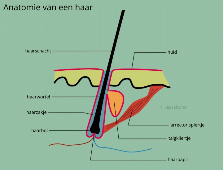 Anatomie van een haar