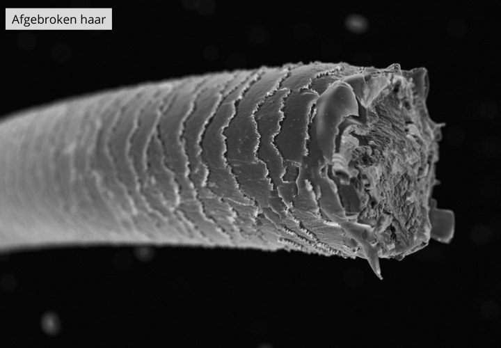 Haarbreuk zoals gezien onder een microscoop