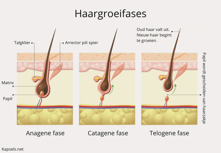 De verschillende fases van haargroei