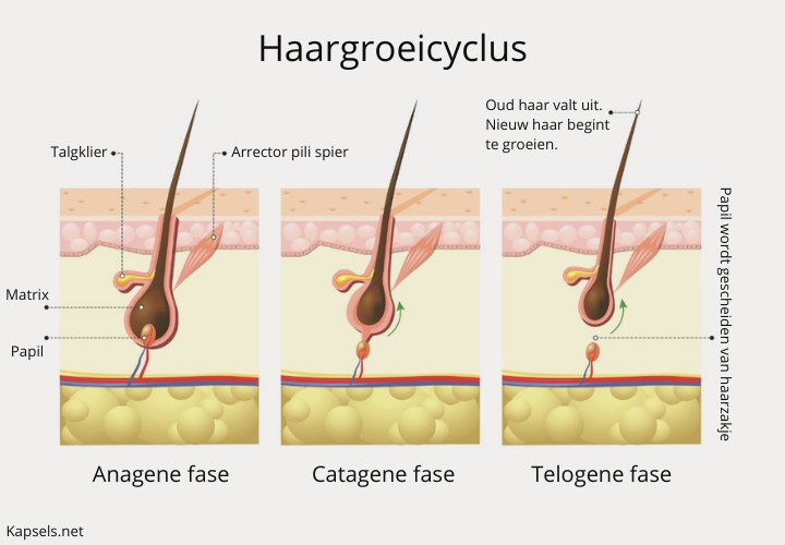 De haargroeicyclus met de anagene, catagene en telogene fase