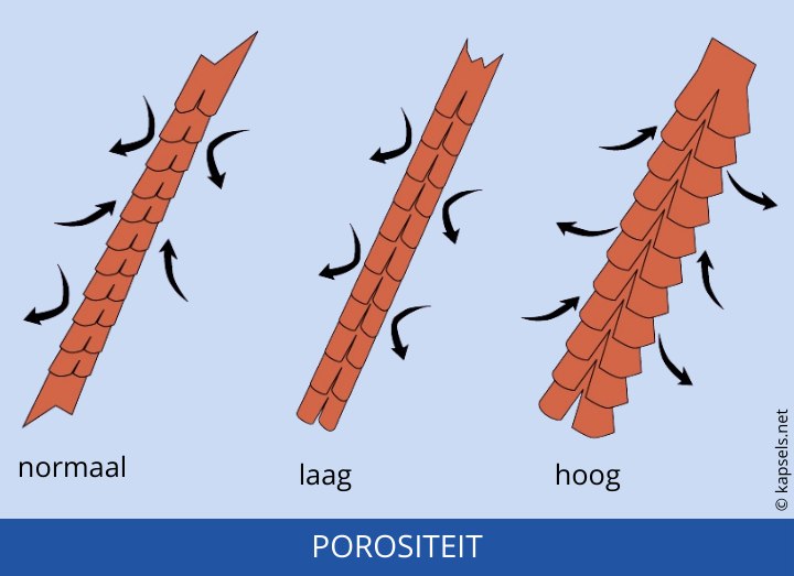 De verschillende niveau's van porositeit van haar