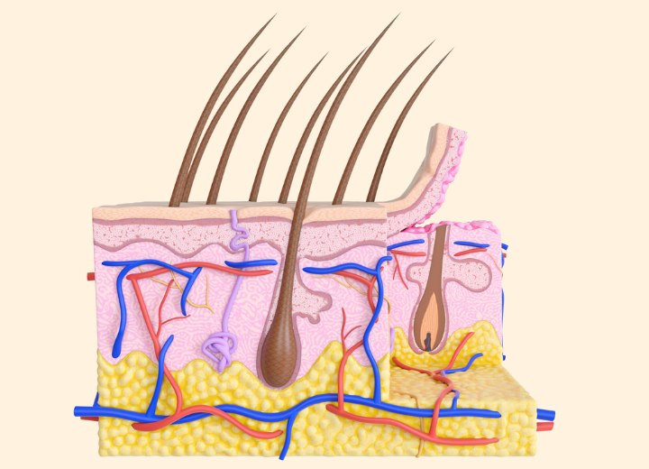 Anatomie van haar