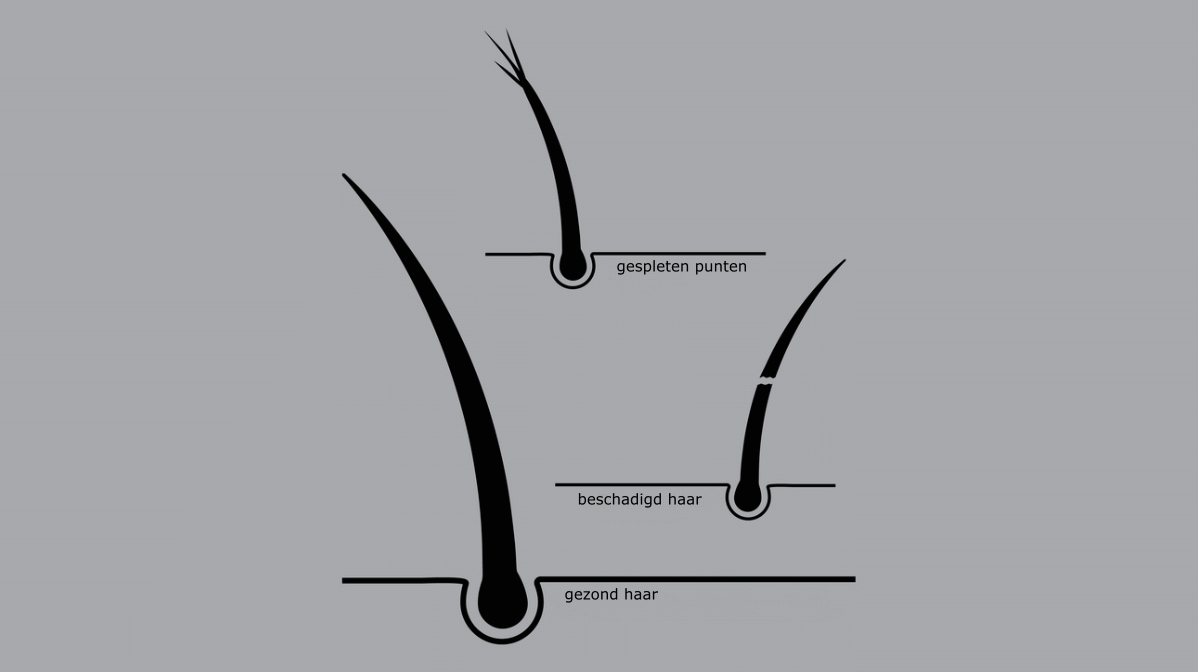 Negen communicatie Overjas Gespleten haarpunten herstellen