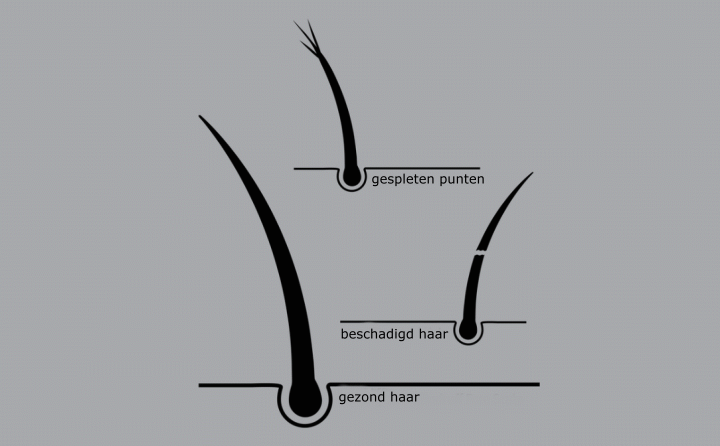 Haar met gespleten punten