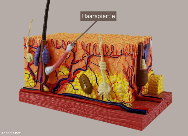 Haarspiertje