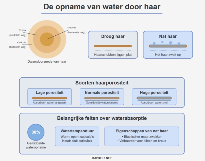 Infografiek - De opname van water door haar