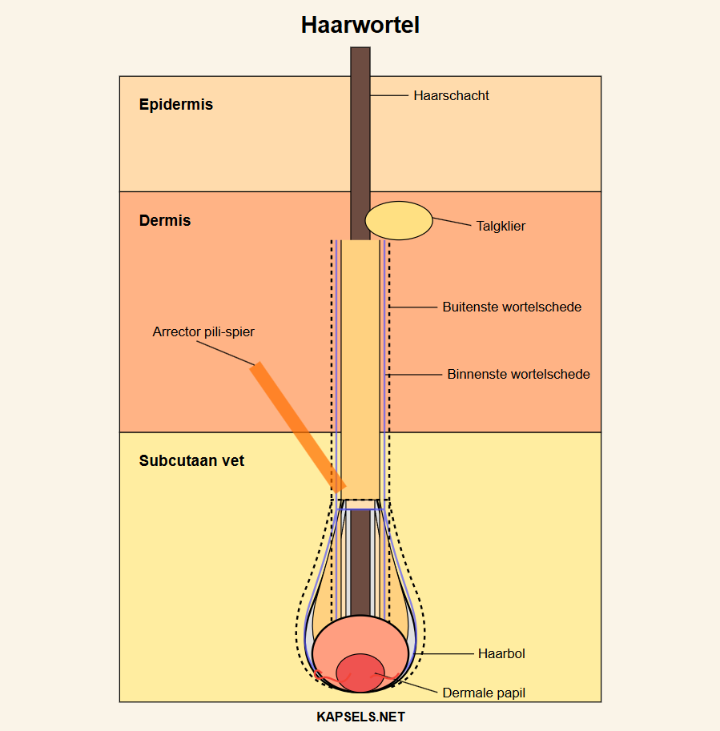Inforgrafiek - Haarwortel en de elementen die zijn sterkte bepalen