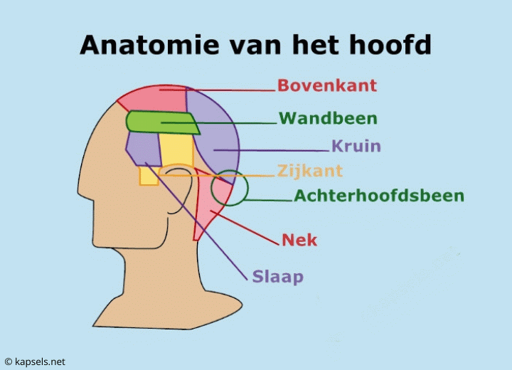 Anatomie van het hoofd