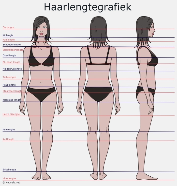 Grafiek met de verschillende haarlengtes