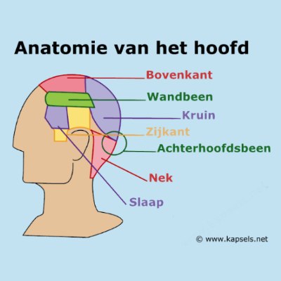 Anatomie van het hoofd