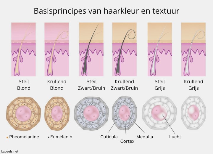 Basisprincipes van haarkleur en textuur